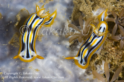 Nudi 10tc Chromodoris sp 2783 Coco Jun09