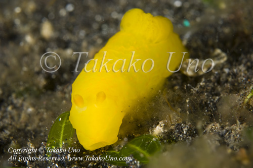 10tc Gymnodoris subflava 0315 KBR May09