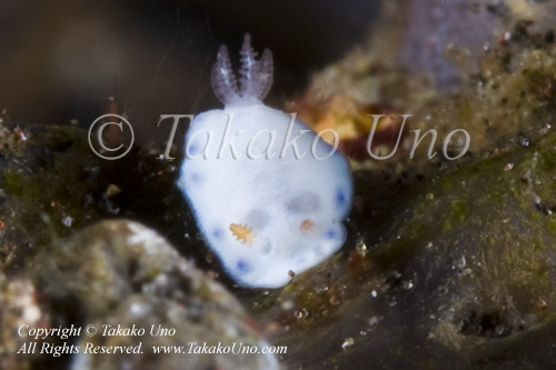 Nudi 011tc Hypselodoris sp 7233 Bali Aug09