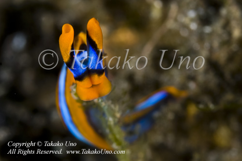 Nudi 11tc Thuridilla lineolata 5814 Komo Aug09