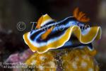 14tc Chromodoris magnifica 6194 Komodo09