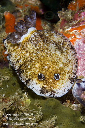 Aphelodoris sp 6249 Komo Aug09