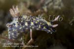 18tc Hypselodoris infucata 8760 KBR May09