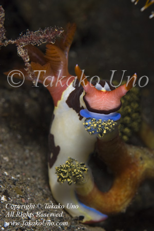 Nembrotha chamberlaini feeds on Tunicate 9858 Komo Sep09