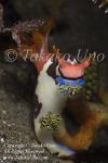 Nembrotha chamberlaini feeds on Tunicate 9858 Komo Sep09