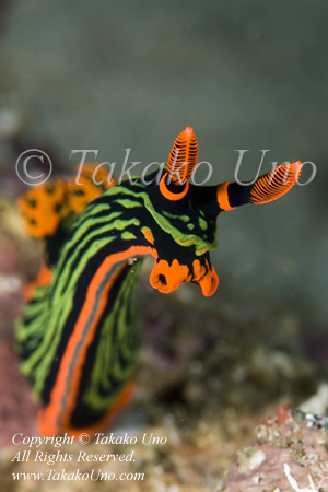 Nembrotha kubaryana 3084 Coco Jun09