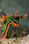 Nembrotha kubaryana 3084 Coco Jun09