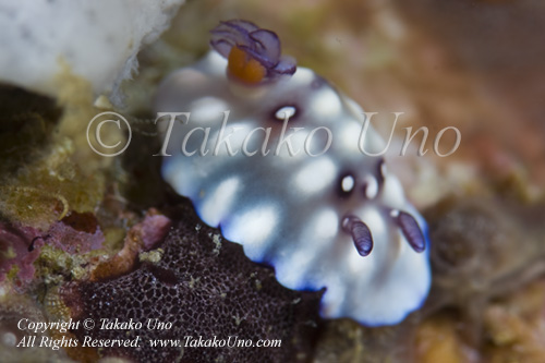 Chromodoris hintuanensis1349 NAD May09