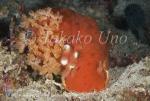 Hexabranchus sanguineus Spanish Dancer 6520