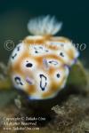 Nudi 23tc Chromodoris leopardus 8864 KBR May09