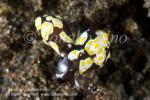 Nudi 023tc Colpodaspis thompsoni pair 7414 Bali Aug09