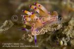 Flabellina rubrolineata w eggs 1403 NAD May09