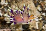 Flabellina exoptata 1413 NAD May09
