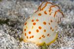 Gymnodoris ceylonica 6844 Komo09