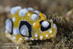 Nudi 24tc Phyllidia ocellata 8878 KBR May09