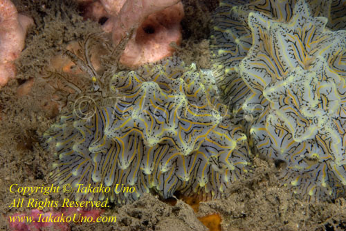 Halgerda sp or willeyi Nudi