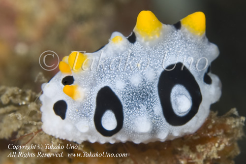 Nudi 25tc Phyllidia babai 8892 KBR May09