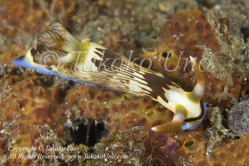 Nembrotha lineolata 8901 KBR May09