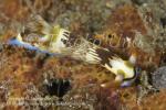 Nembrotha lineolata 8901 KBR May09