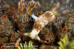 Nembrotha lineolata  0111 Komo Sep09