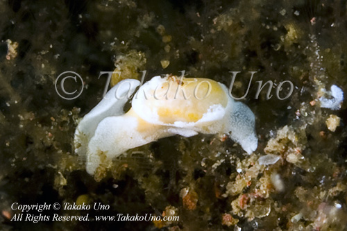 Nudi 028tc Noalda sp 7563 Bali Aug09