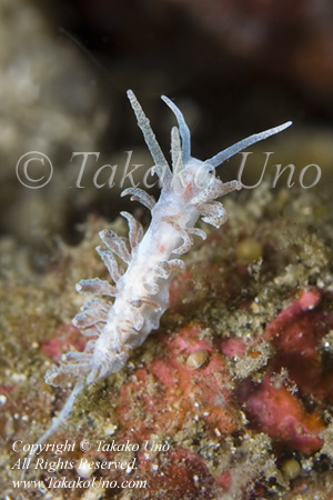 Nudi 28tc Phyllodesmium sp 9007 KBR May09