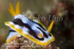 29tc Chromodoris strigata 9010 KBR 09