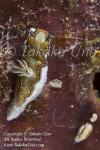 Glossodoris sp 0125 Komo Sep09