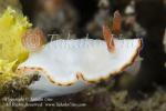 Nudi 30tc Chromodoris preciosa 0129 Komo Sep09