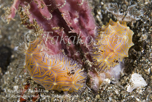 Halgerda willeyi feeding 0134 Komo Sep09