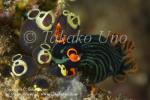 Nembrotha kubaryana eating Tunicate 9244 KBR May09