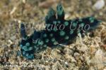 Nudi 33tc Nembrotha cristata w 3 rhinophores 9290 KBR May09