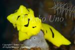 Nudi 34tc Aegires minor (original Notodoris) 9534 KBR May09