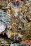 Aphelodoris sp 0180 Komo Sep09