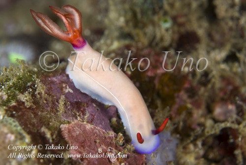 35t Hypselodoris bullocki 9556 KBR May09