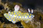 035tc Hypselodoris infucata 7569 Bali09