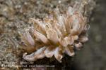 Nudi 37tc Phyllodesmium lizardensis 0257 Komo Sep09