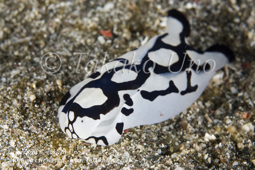 Nudi 38tc Philinopsis pilsbryi 0273 Komo Sep09