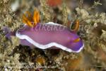 Nudi 40tc Hypselodoris sp 9897 KBR May09