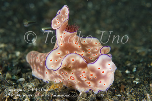 Ceratosoma trilobatum 0225 KBR May09