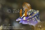 45tc Hypselodoris zephyra 0307 KBR May09