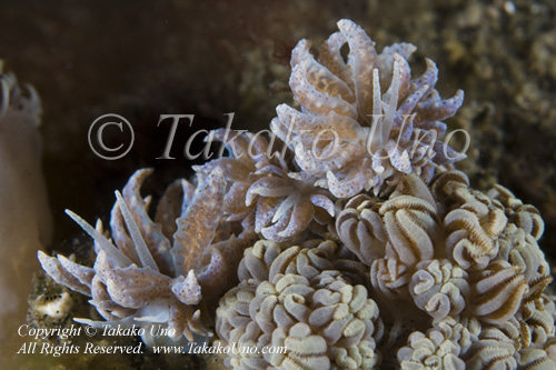 Nudi 46tc Crypticum 0353 KBR May09