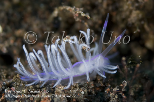 Flabellina sp 7957 Bali Aug09