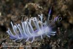 Flabellina sp 7957 Bali Aug09