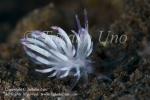 Flabellina sp 7970 Bali Aug09