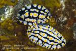 Nudi 074tc Phyllidia vercosa mating & Colpodaspis thompsoni 8416 Bali Aug09
