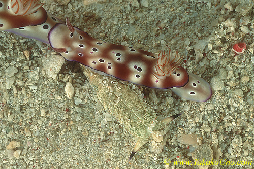 Risbecia tryoni 50mm & Plakobranchus ocellatus 35mm