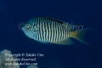 Angelfish 02t Zebra male 3500