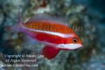 Anthias Candy-striped 3837