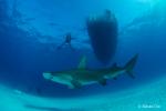 Great Hammerhead shark